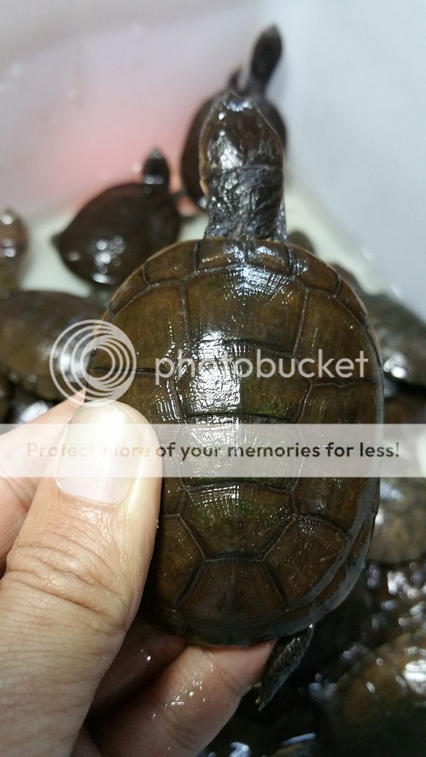 新返 沼泽侧颈龟 苗